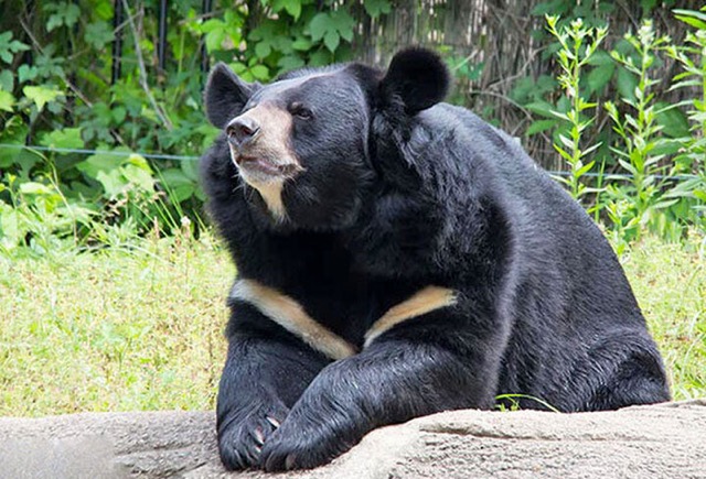 Balochistan black bear