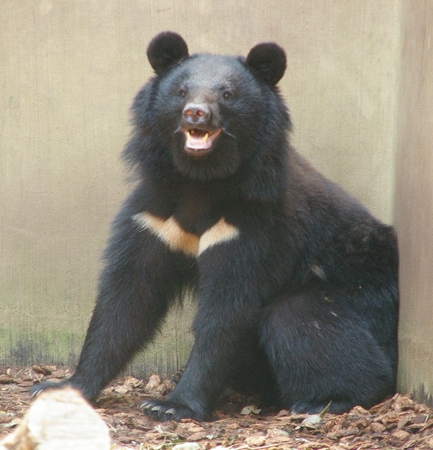 Japanese black bear