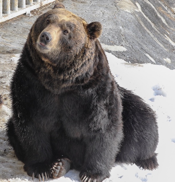 Ussuri black bear