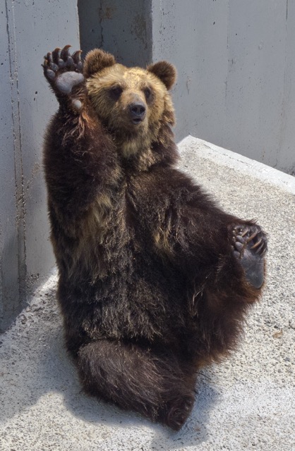 Ussuri black bear
