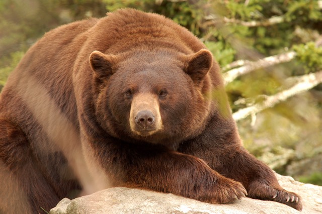 Cinnamon bear