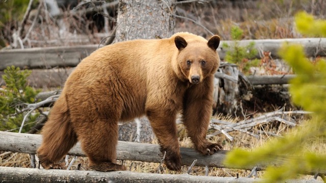 Cinnamon bear