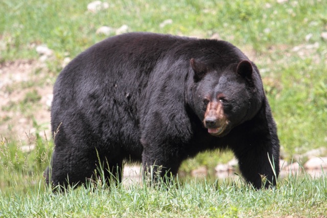Eastern black bear