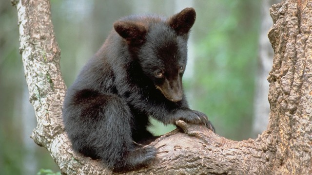 Eastern black bear