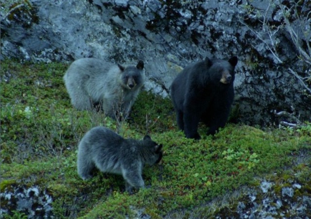 Glacier bear