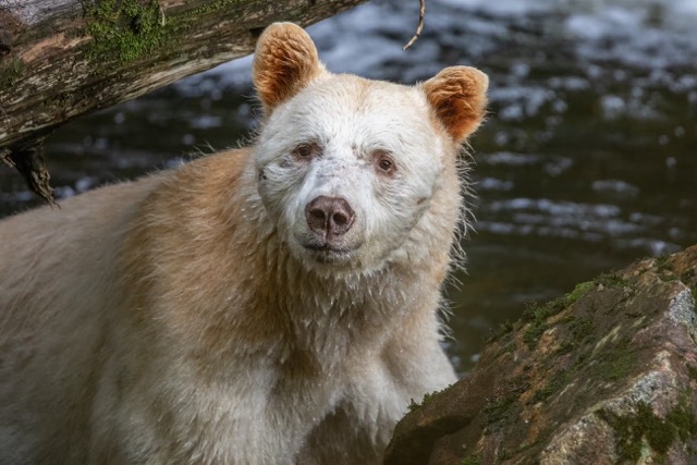 Kermode bear