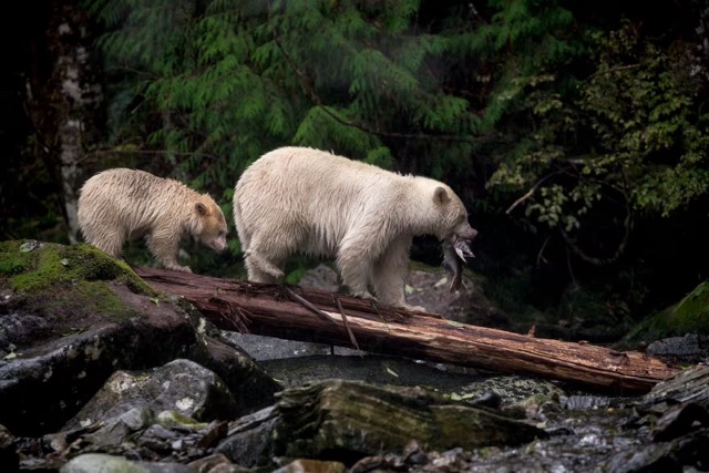 Kermode bear