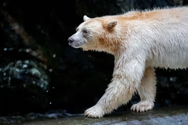 Kermode bear