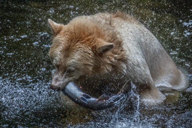 Kermode bear