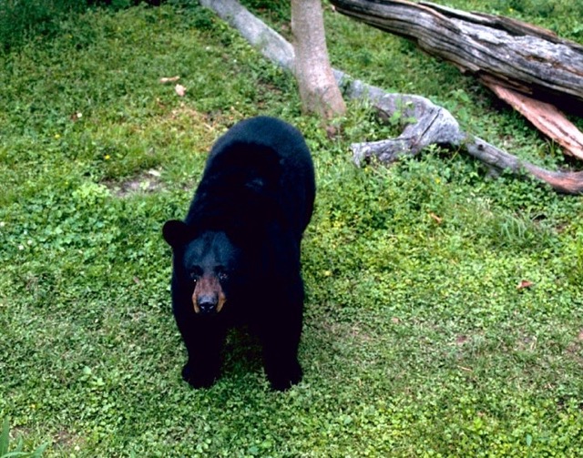 Louisiana black bear