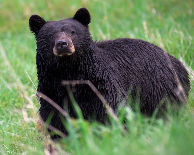 New Mexico black bear