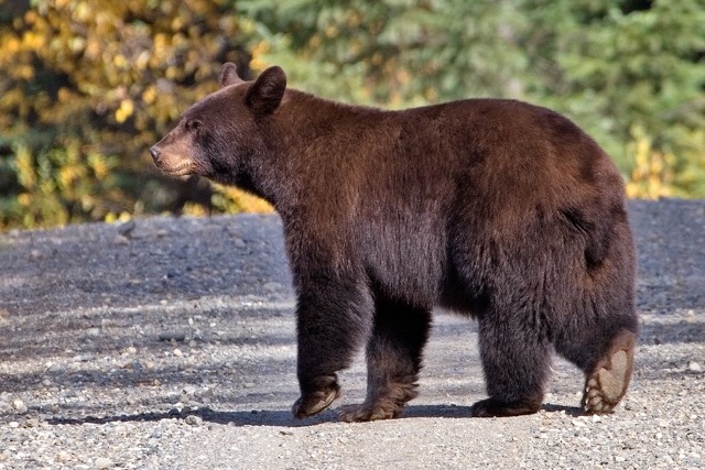 Olympic black bear