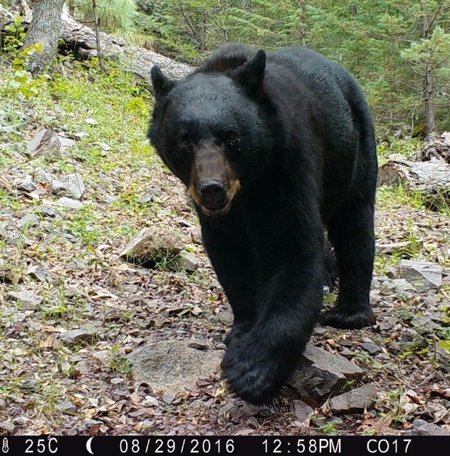 West Mexico black bear
