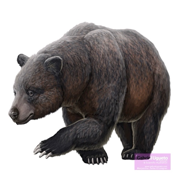 Atlas bear
