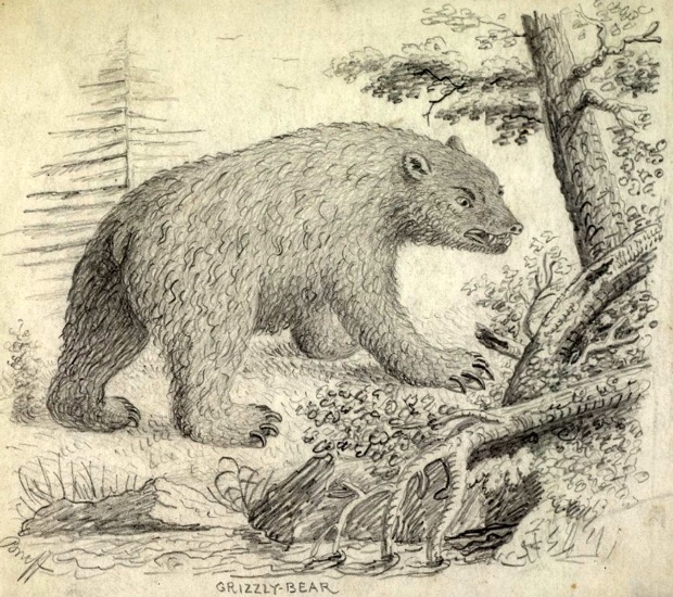 California grizzly bear