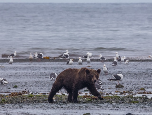 East Siberian brown bear