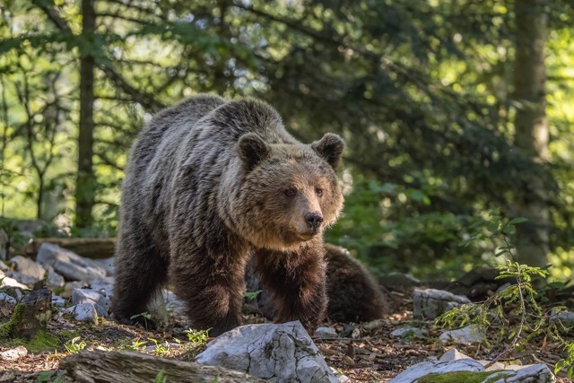 Eurasian brown bear