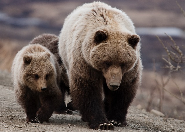 Grizzly bear