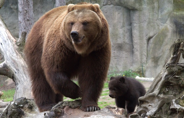 Kamchatka brown bear