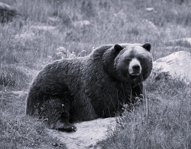 Mexican grizzly bear