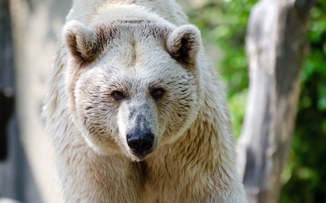 Syrian brown bear