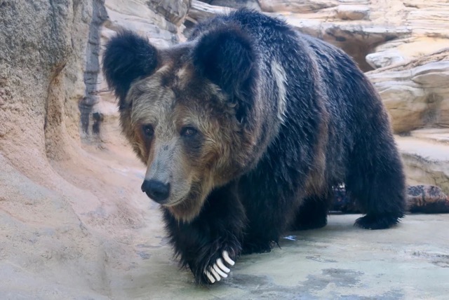 Tibetan blue bear
