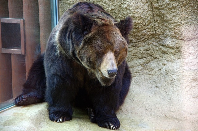 Tibetan blue bear