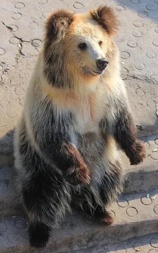 Tibetan blue bear