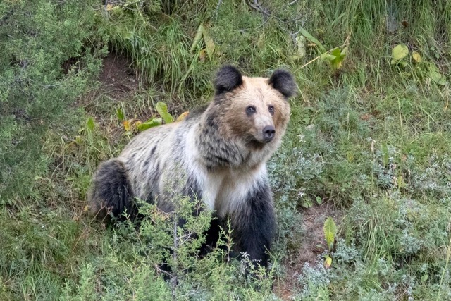 Tibetan blue bear