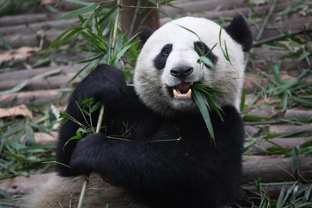 Giant panda