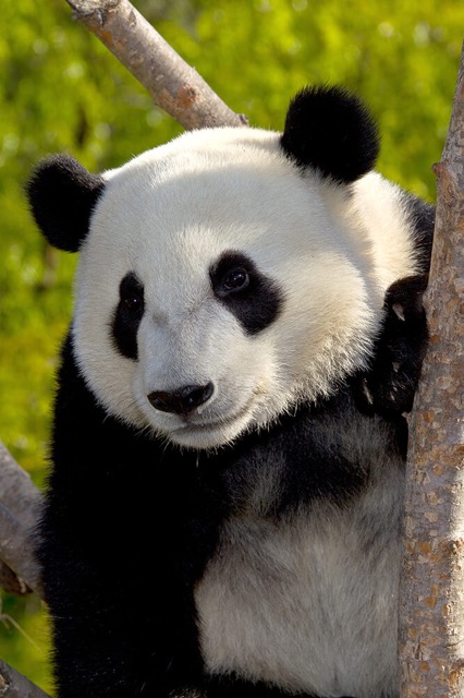 Giant panda