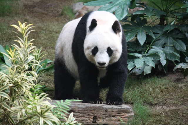 Giant panda