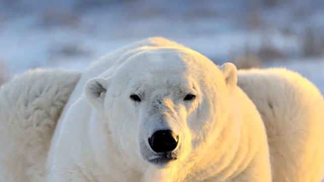 Polar bear
