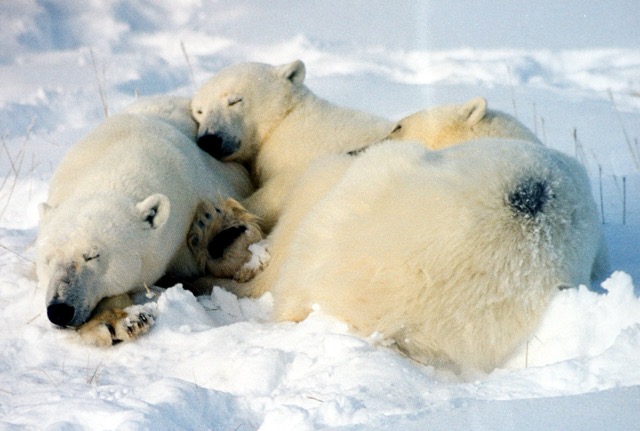 Polar bear