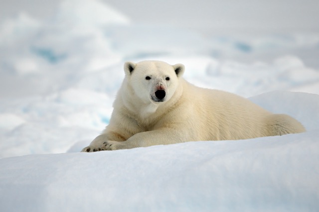 Polar bear