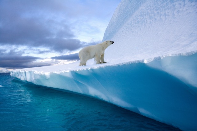 Polar bear
