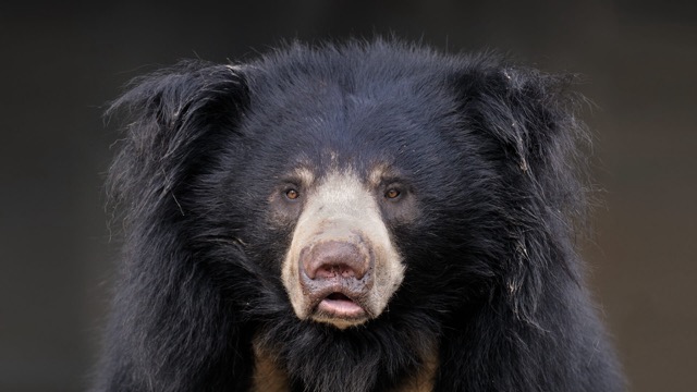Sloth bear