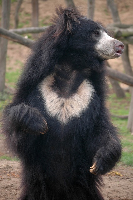 Sloth bear