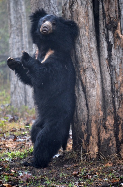 Sloth bear