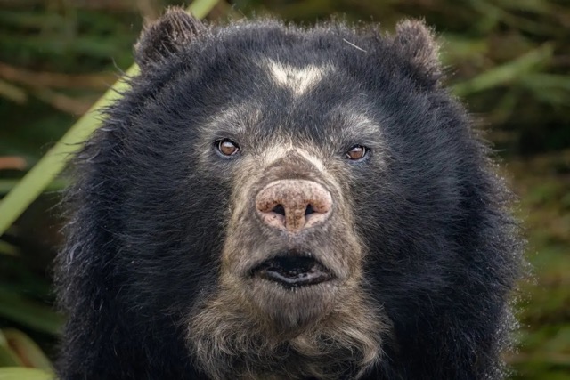 Spectacled bear