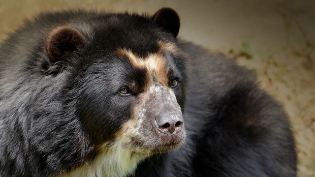 Spectacled bear