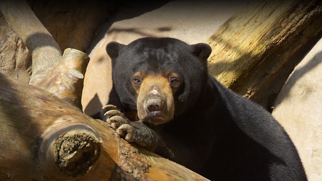Sun bear